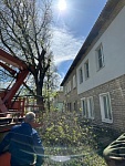 Формовочная обрезка деревьев.